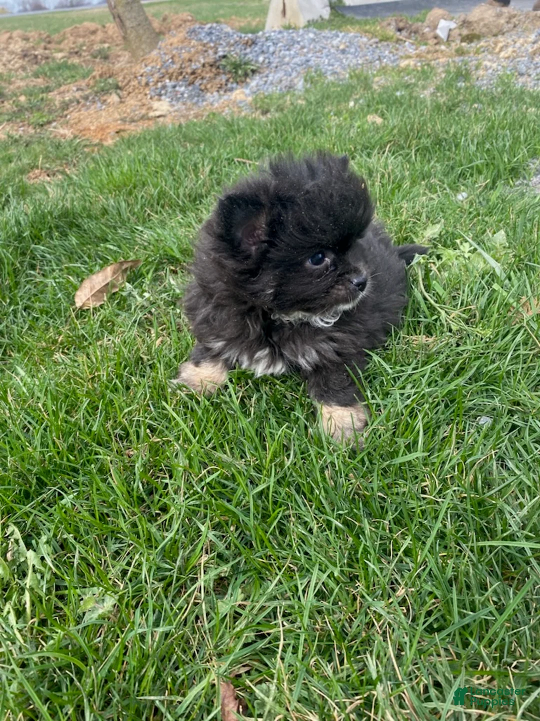 Pomeranian dogs for sale: Nena - Ad 1