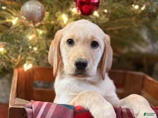 Labrador Retriever dogs Yellow collar female - Ad 2