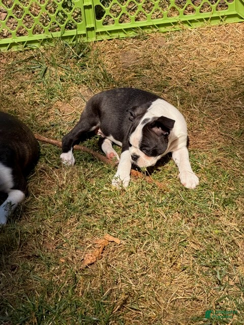 Boston Terrier dogs Joseph - Ad 1