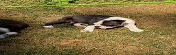 Boston Terrier dogs for sale: Joseph - Ad 1