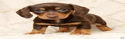 Miniature Dachshund dogs for sale: Fern - Ad 6