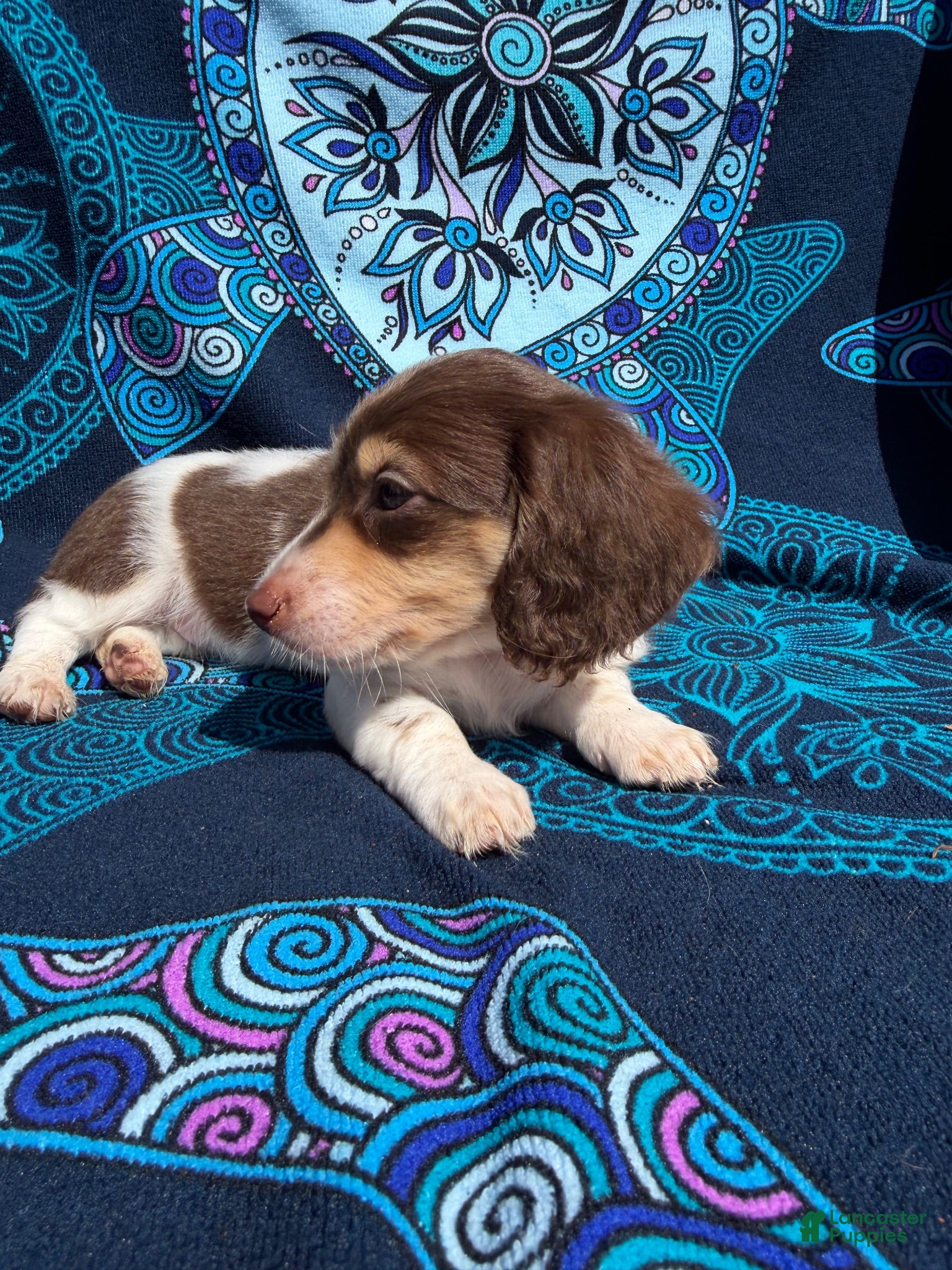 Miniature Dachshund dogs for sale: Ranger - Ad 4