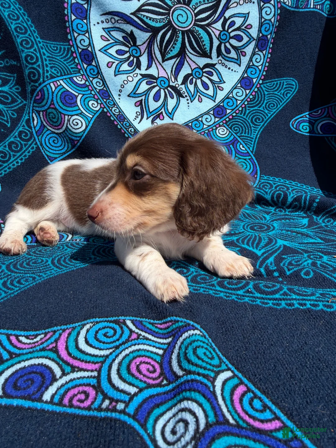 Miniature Dachshund dogs for sale: Ranger - Ad 1