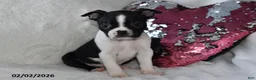 Boston Terrier dogs for sale: Milo - Ad 1