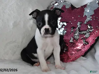 Boston Terrier dogs Milo - Ad 38