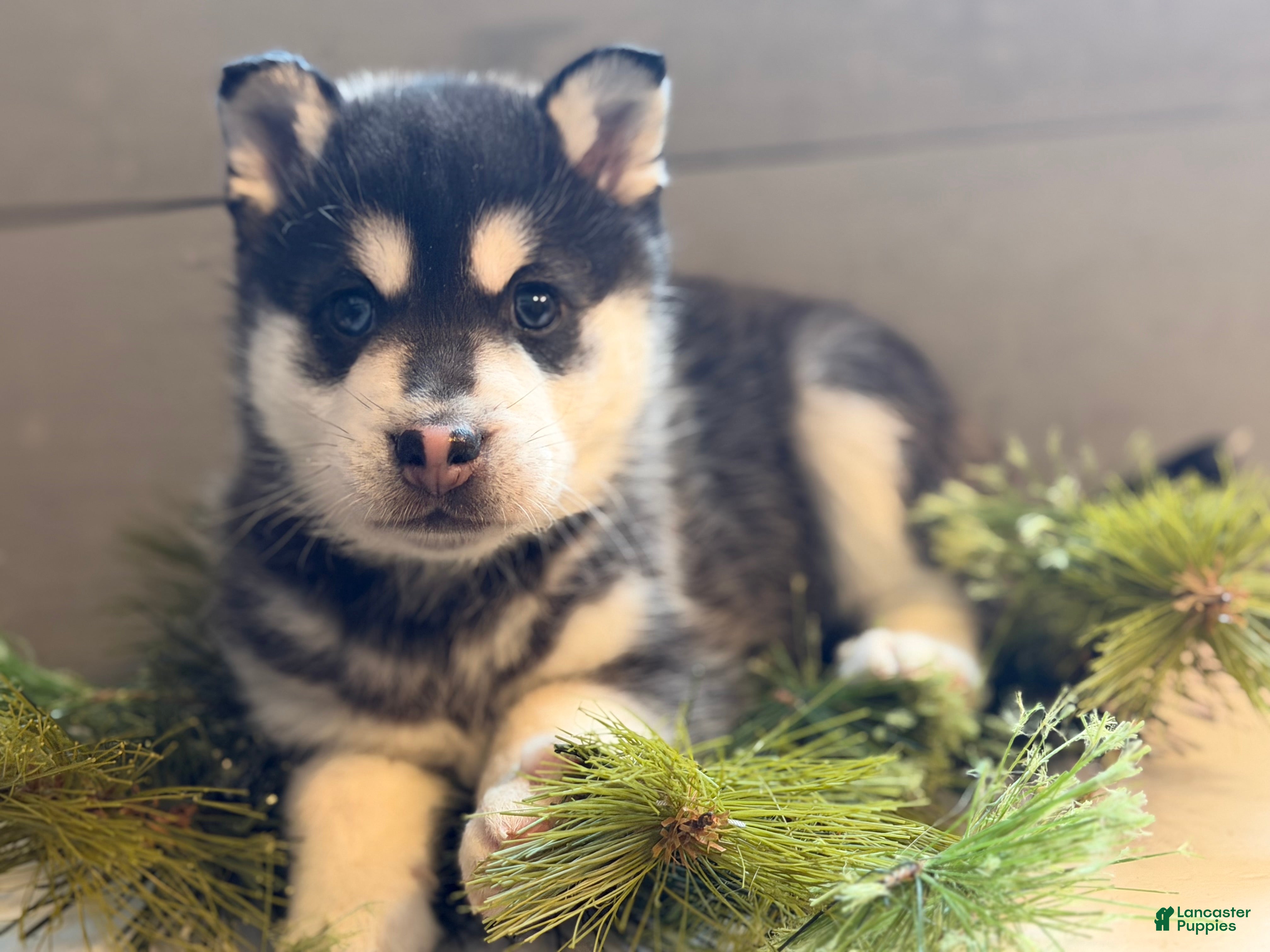 Alaskan Klee Kai dogs Cubby - Ad 3