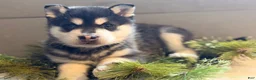 Alaskan Klee Kai dogs for sale: Cubby - Ad 1
