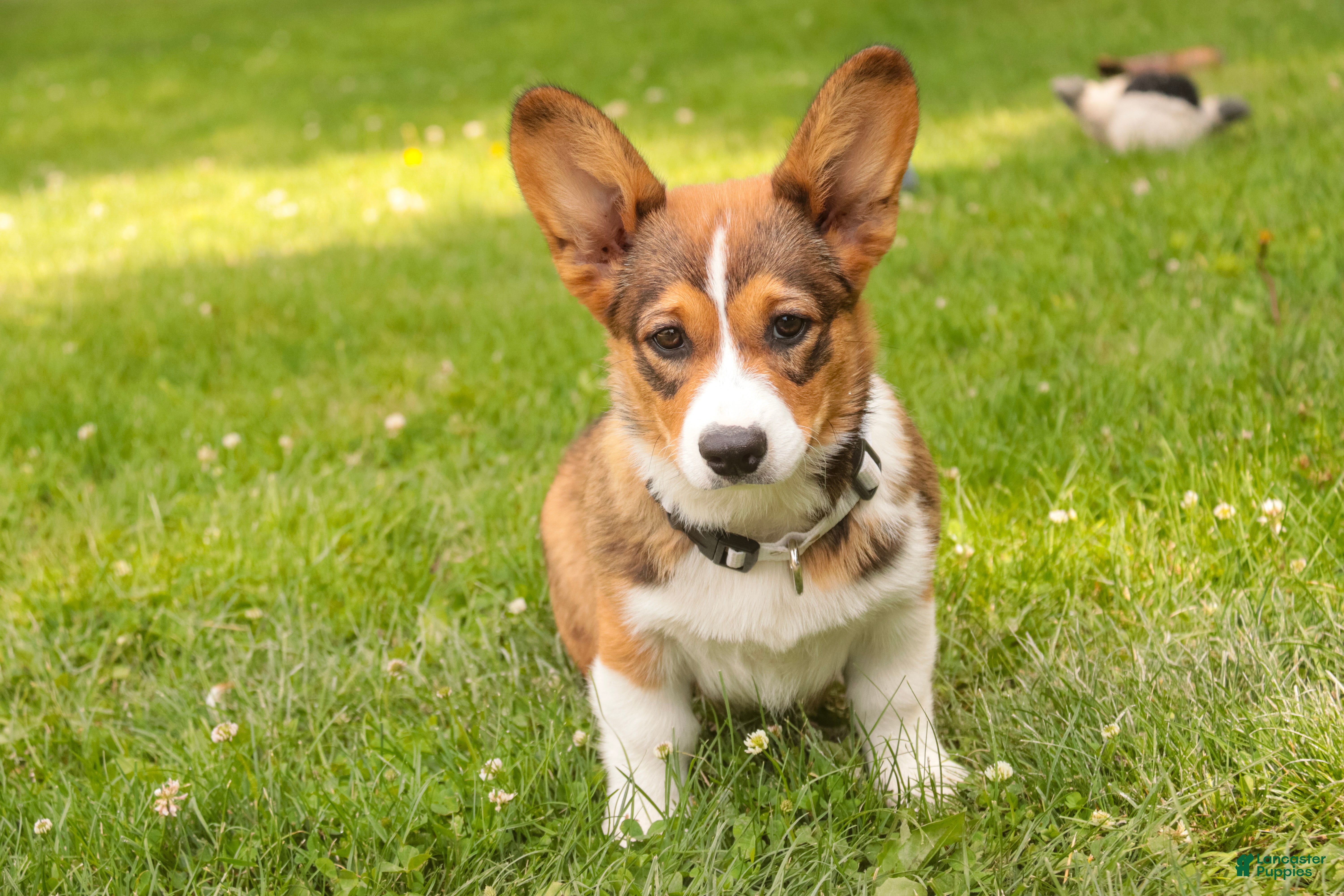 Welsh Corgi Pembroke dogs Giselle - Ad 2