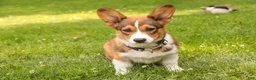 Welsh Corgi Pembroke dogs for sale: Giselle - Ad 2