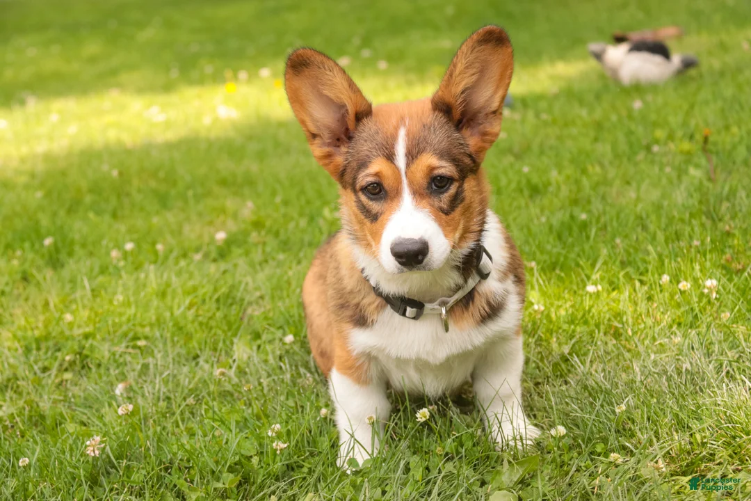 Welsh Corgi Pembroke dogs for sale: Giselle - Ad 2