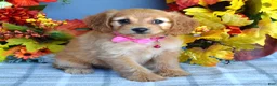 Cavapoo dogs for sale: Hannah  - Ad 6