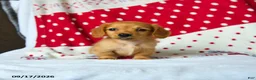 Miniature Dachshund dogs for sale: Cinnamon - Ad 3