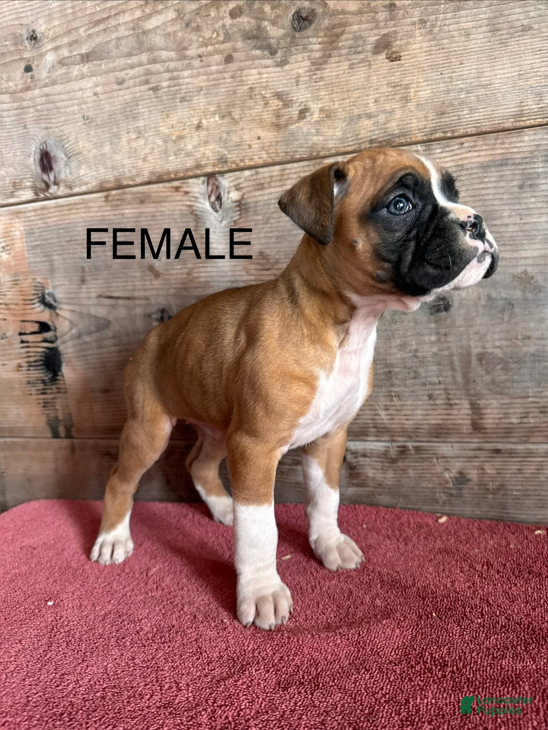 Boxer dogs for sale: Boxer Puppy 4 - Ad 4