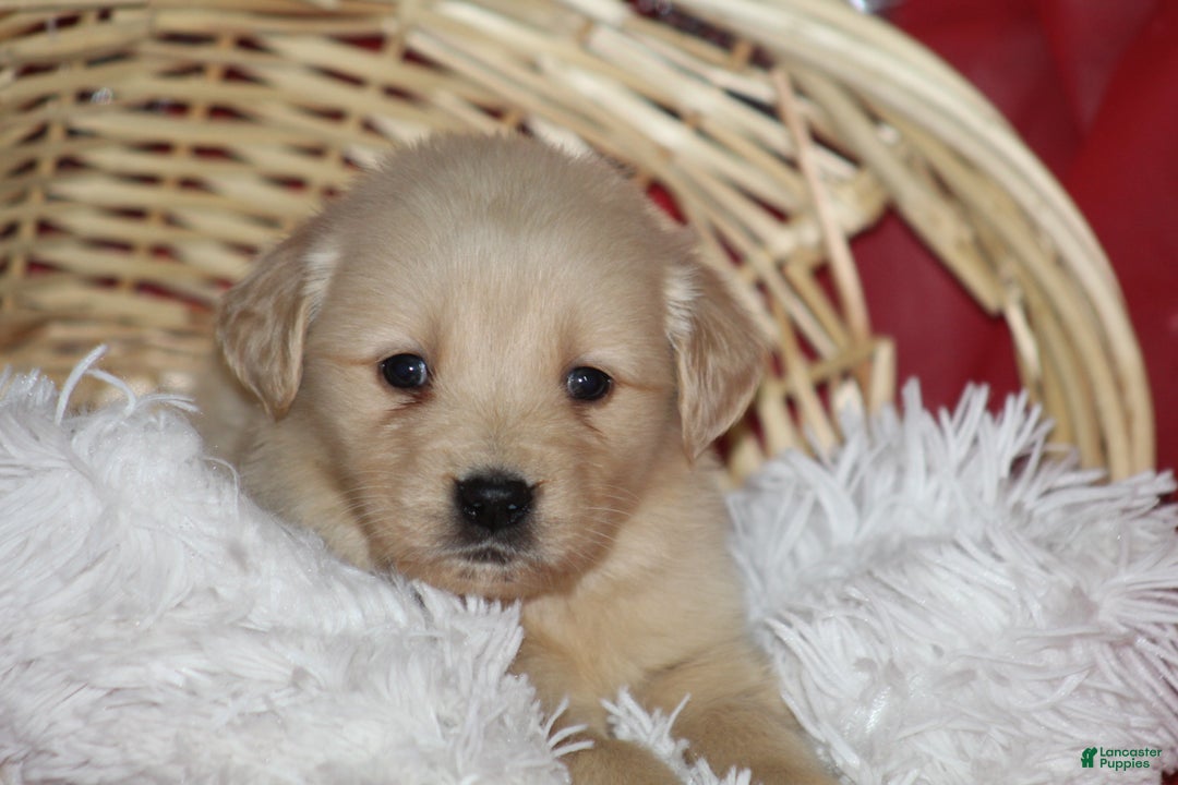 Golden Retriever dogs for sale: Shelly  - Ad 1