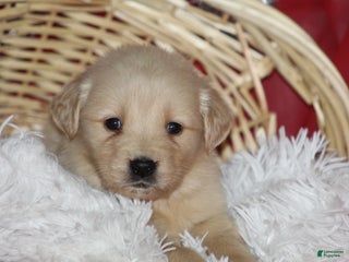Golden Retriever dogs Shelly - Ad 2