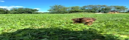 Dachshund dogs for sale: Bella - Ad 6