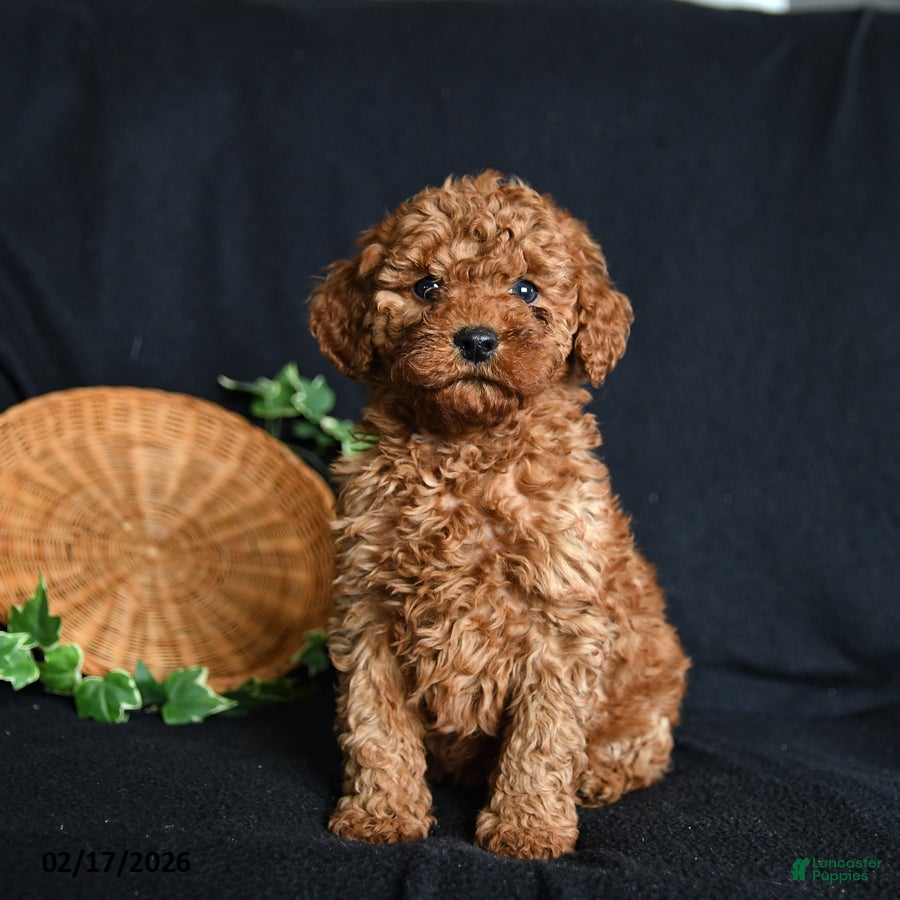 Toy Poodle dogs Sammy - Ad 1