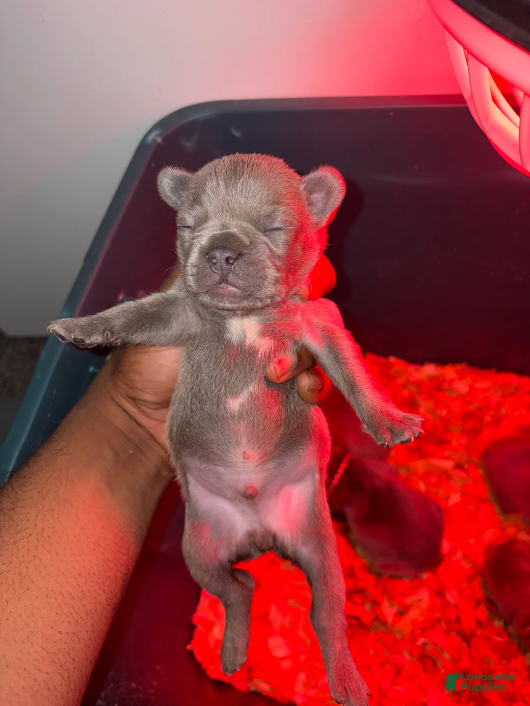 French Bulldog dogs for sale: French Bulldog Blue Male Puppy #2 - Ad 1