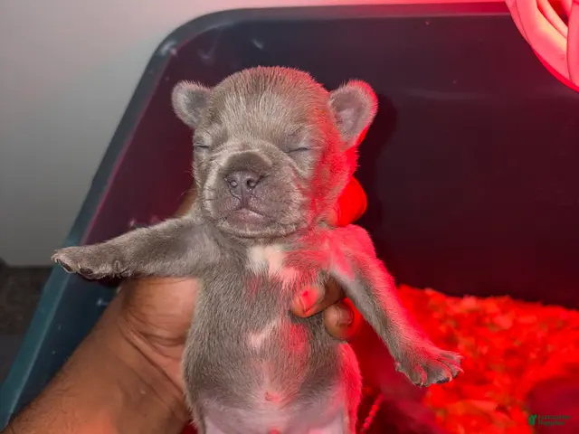 French Bulldog dogs for sale: French Bulldog Blue Sable Male Puppy - Ad 1