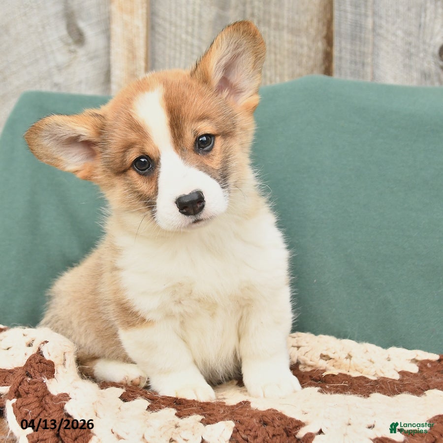 Welsh Corgi Pembroke dogs Hank - Ad 2