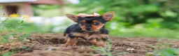 Yorkshire Terrier dogs for sale: Ellie - Ad 3