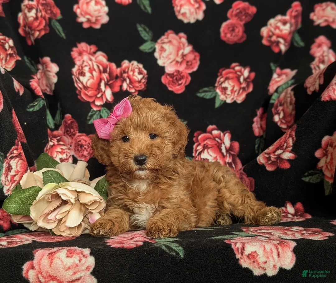 Mini Goldendoodle dogs for sale: Feliciti 15 lbs Full Grown Hypoallergenic - Ad 6