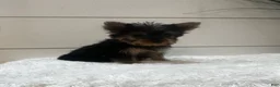 Yorkshire Terrier dogs for sale: Tinkerbell  - Ad 4