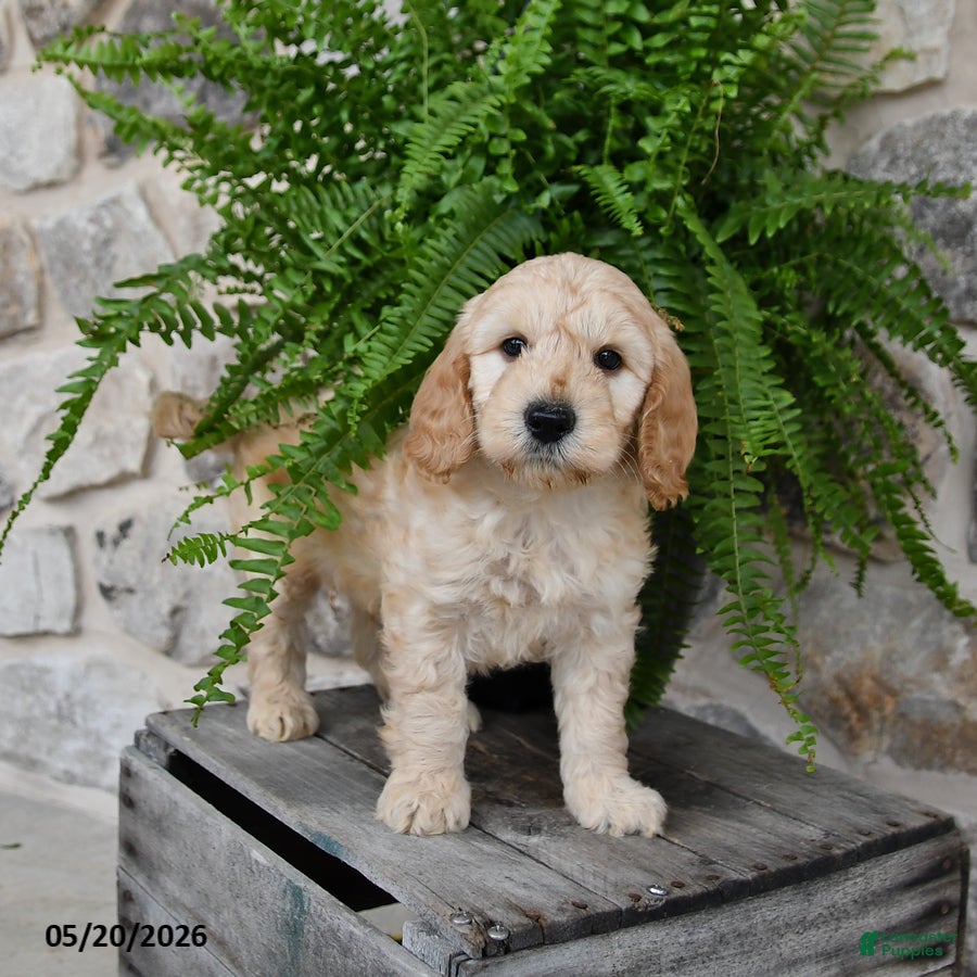 Mini Goldendoodle dogs Captian - Ad 1