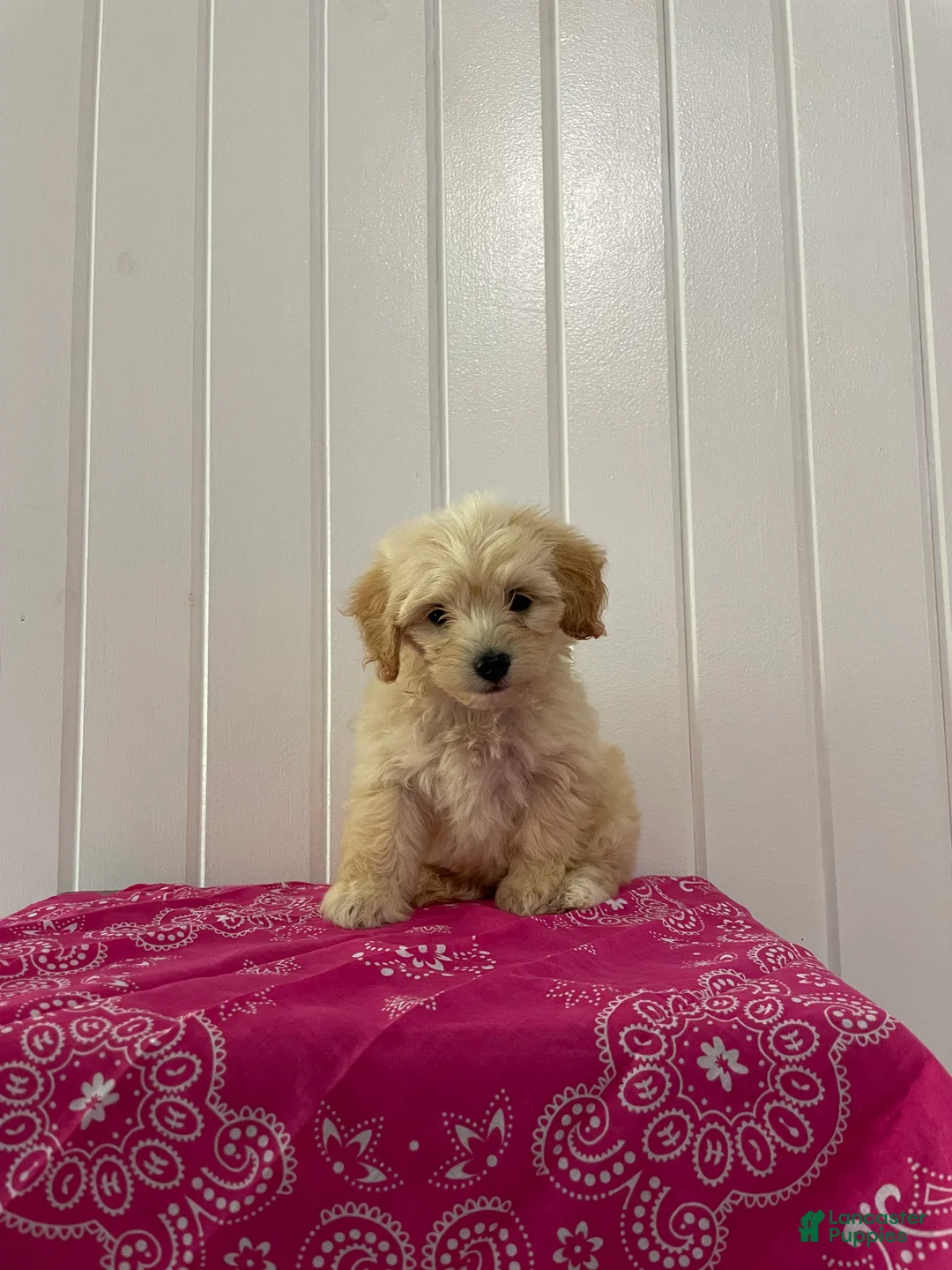 Maltipoo dogs for sale: Daisy - Ad 2