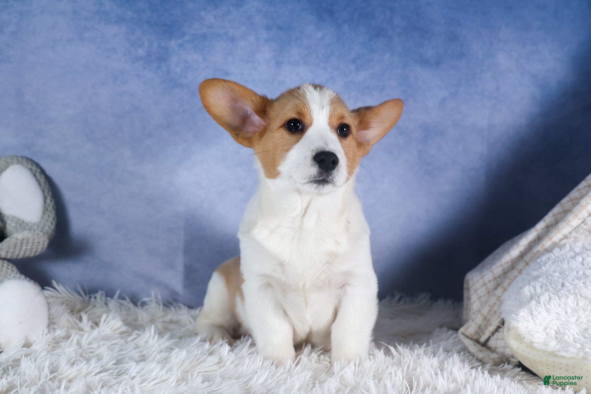 Welsh Corgi Pembroke dogs Morris - Ad 2