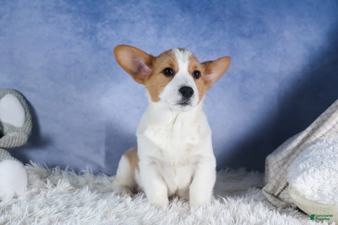 Welsh Corgi Pembroke dogs for sale: Morris - Ad 2