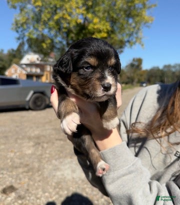 Australian Shepherd dogs for sale: Hazel - Ad 24