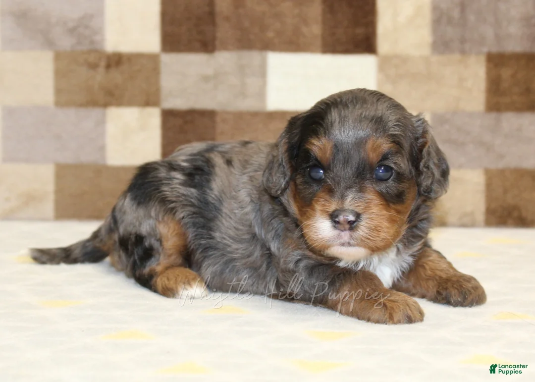 Cavapoo dogs for sale: Victoria - Ad 1