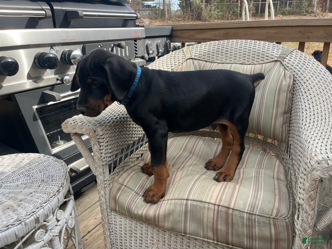 Gallery Image {{count}}