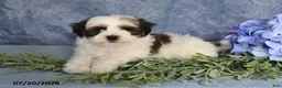 Havapoo dogs for sale: Cotton Candy - Ad 5