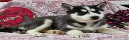 Siberian Husky dogs for sale: Kassidy - Ad 2