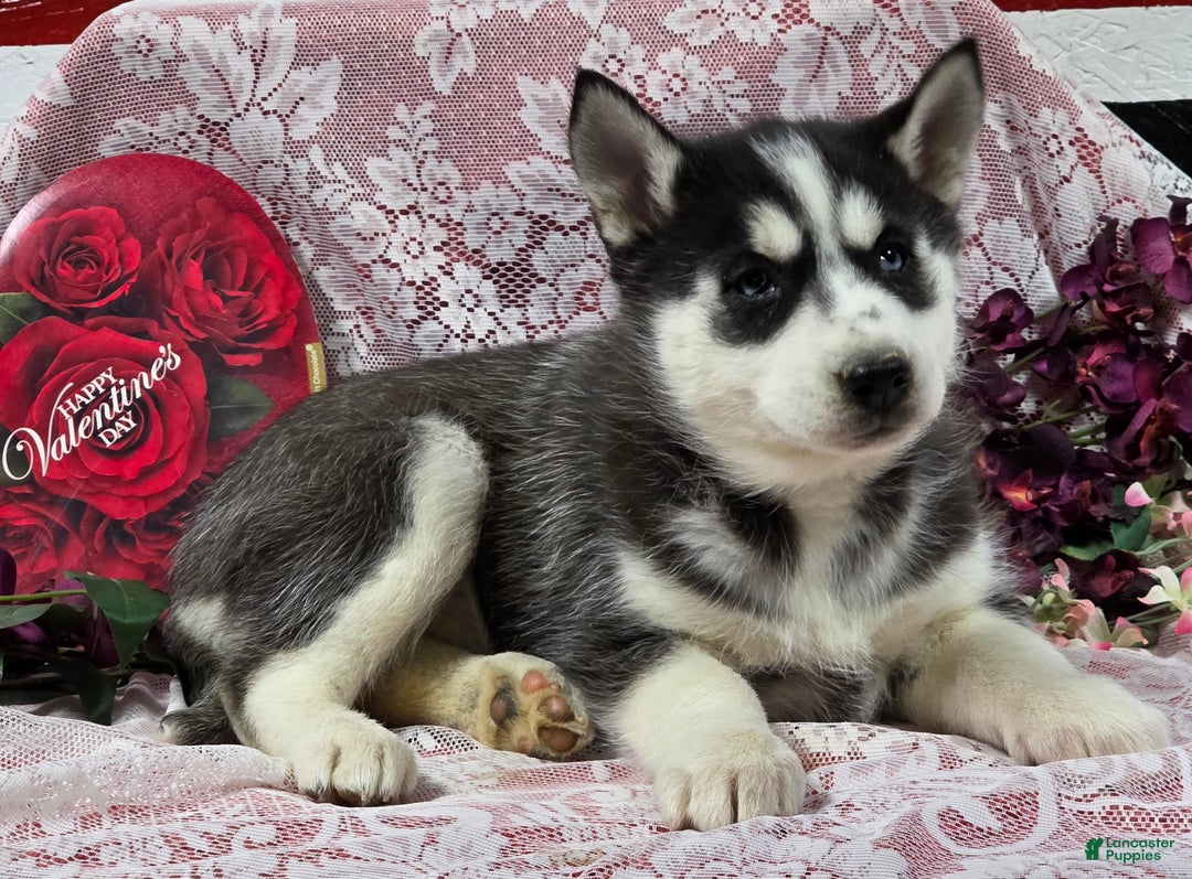 Siberian Husky dogs for sale: Kassidy - Ad 2