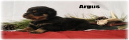 Rottweiler dogs for sale: Argus - Ad 1