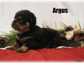 Rottweiler dogs Argus - Ad 14