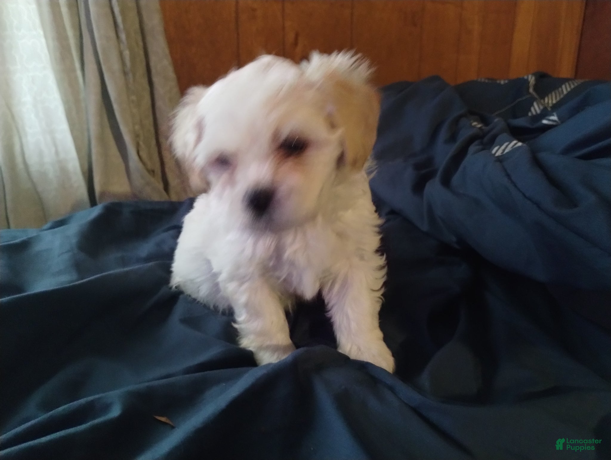 Teddy Bear dogs Teddy Bear Puppy 5 - Ad 41