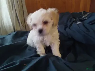 Teddy Bear dogs Teddy Bear Puppy 5 - Ad 40