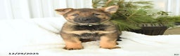 German Shepherd dogs for sale: Dozer - Ad 1