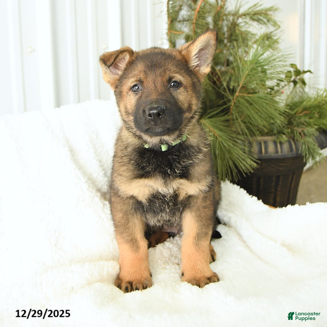 German Shepherd dogs for sale: Dozer - Ad 1