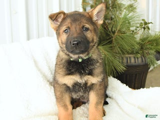 German Shepherd dogs for sale: Dozer - Ad 3