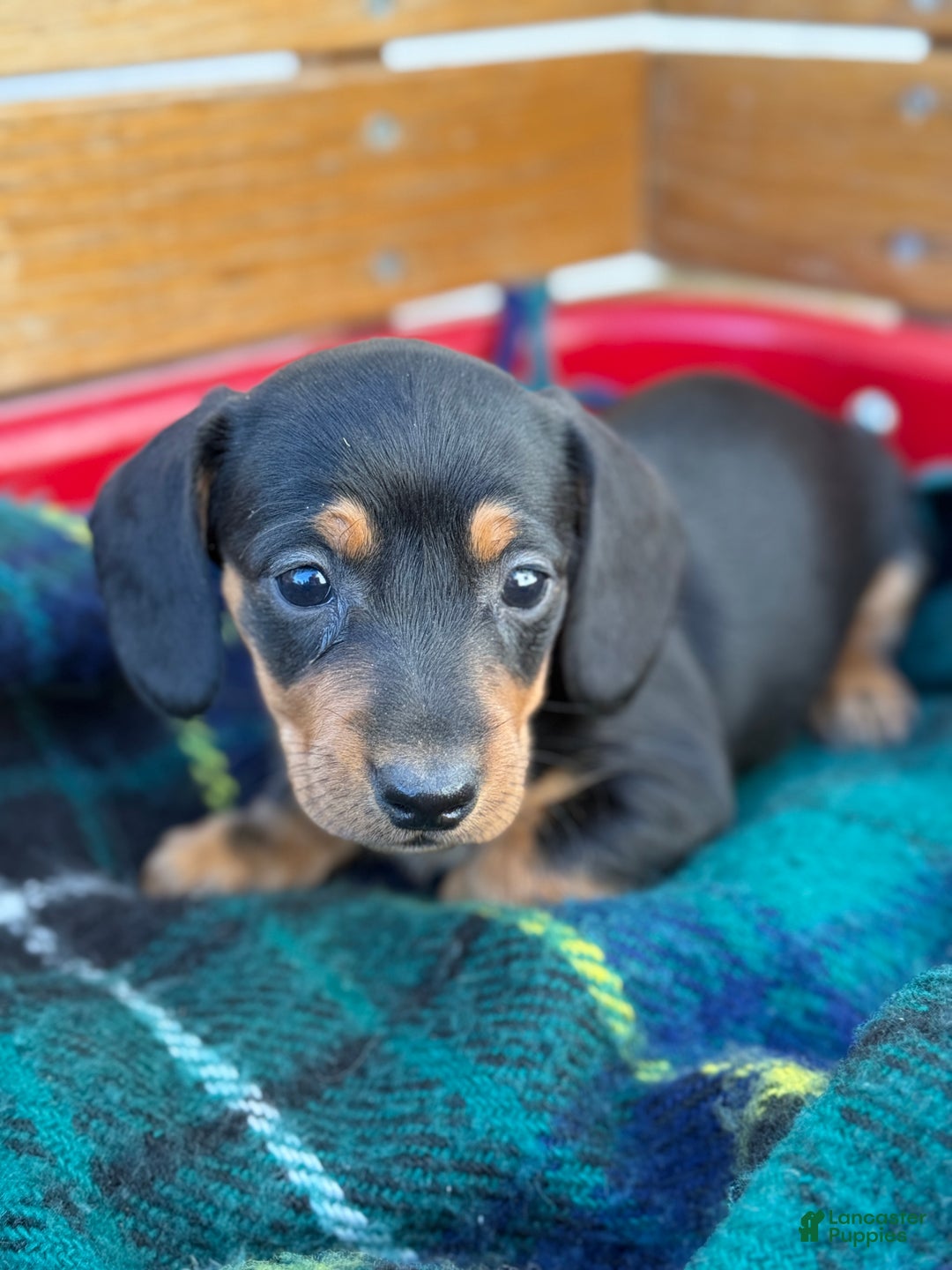 Miniature Dachshund dogs for sale: Camille - Ad 1