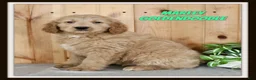 Goldendoodle dogs for sale: Marley - Ad 1