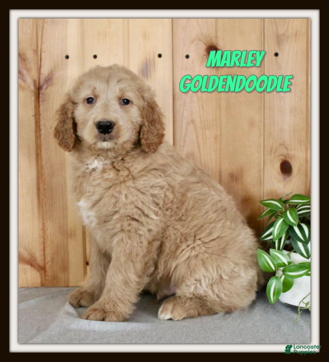 Goldendoodle dogs for sale: Marley - Ad 1