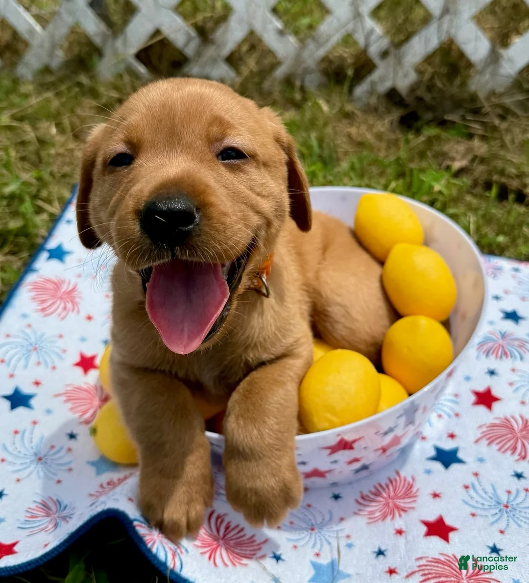 Labrador Retriever dogs for sale: Teddy Graham - Ad 1