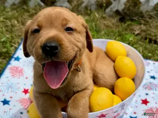 Labrador Retriever dogs for sale: Teddy Graham - Ad 4