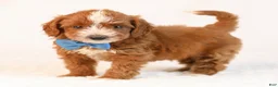Mini Goldendoodle dogs for sale: Koda - Ad 3